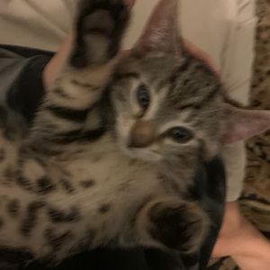 Meet your Posher, Soren